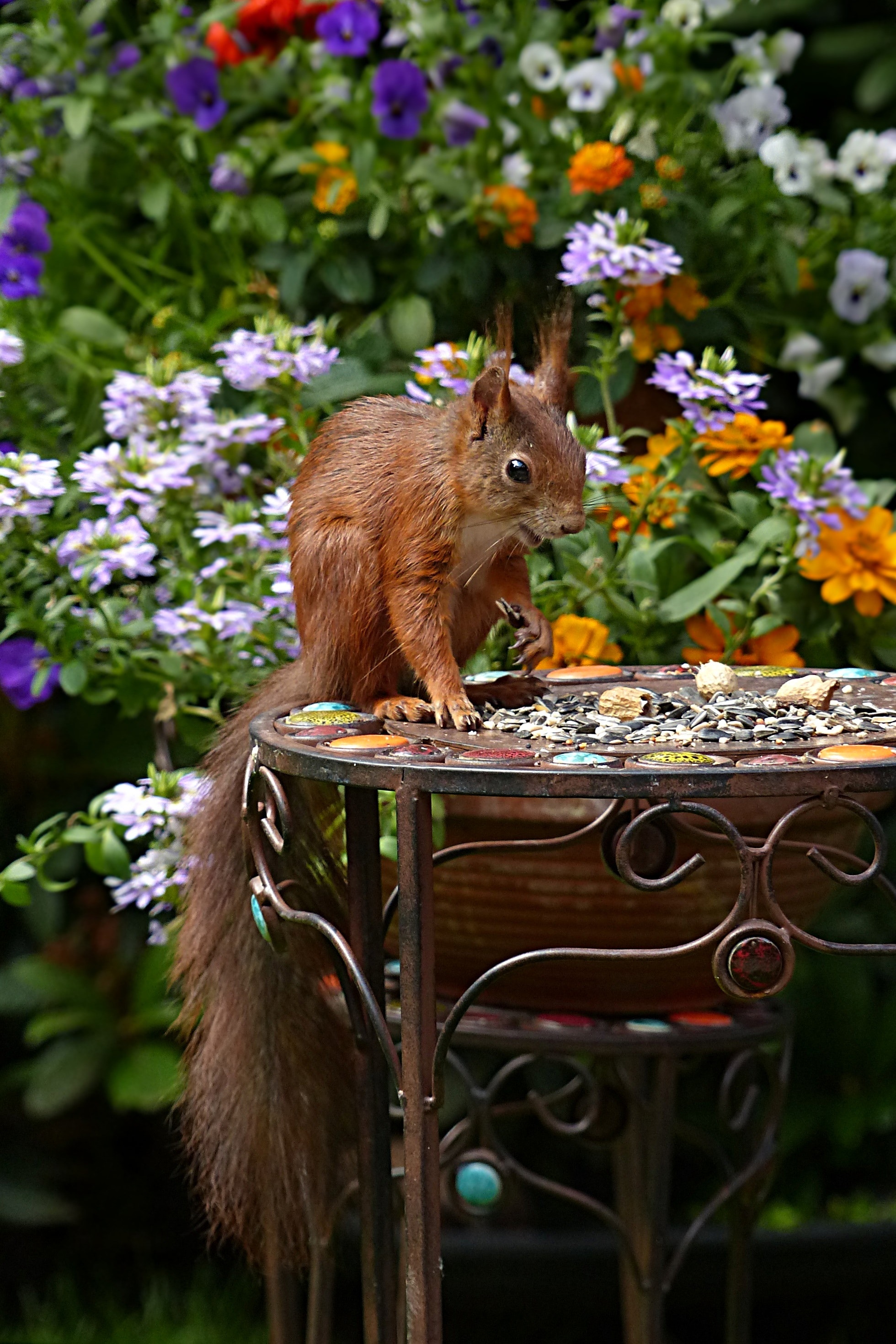 Cute Squirrel in Garden